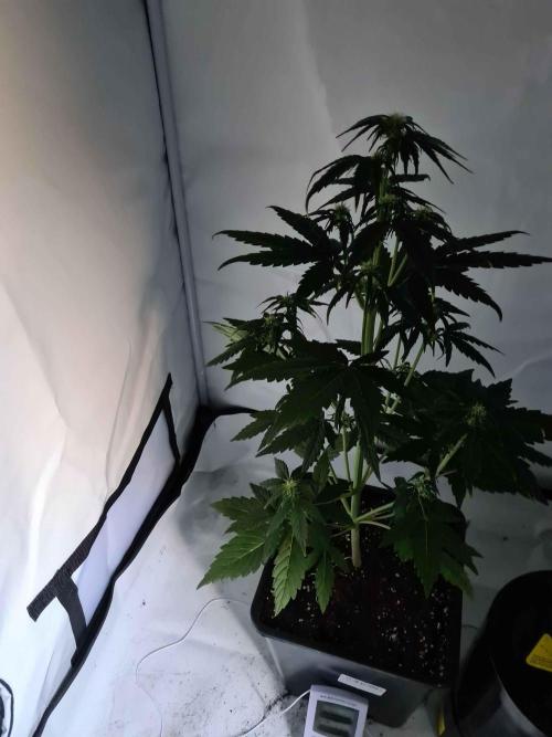 Zamnesia - Critical Automatic - Outdoor. Week 6 - Day 45