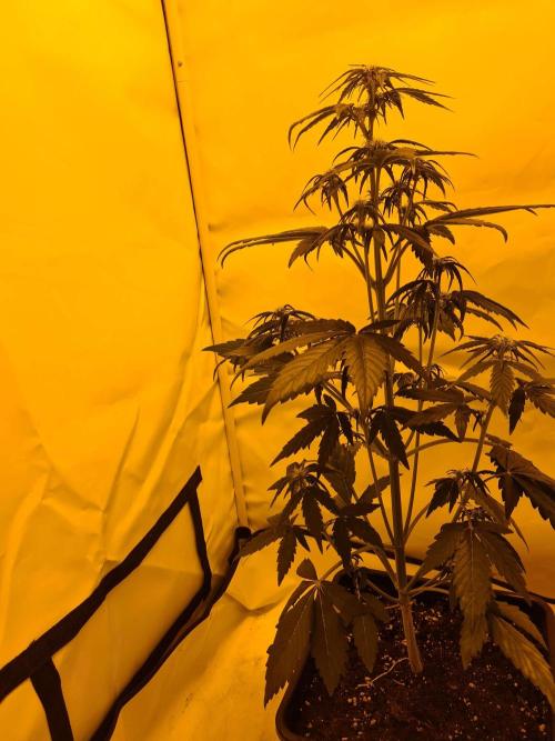Zamnesia - Critical Automatic - Outdoor. Week 6 - Day 46