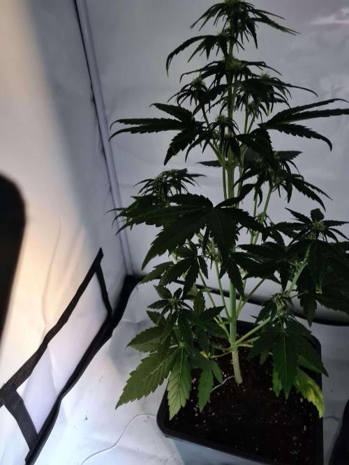 Zamnesia - Critical Automatic - Outdoor. Week 6 - Day 47