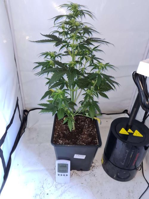 Zamnesia - Critical Automatic - Outdoor. Week 6 - Day 49