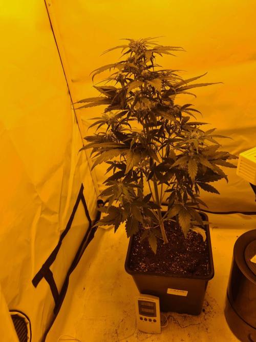 Zamnesia - Critical Automatic - Outdoor. Week 7 - Day 50