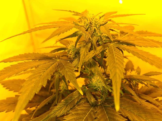Zamnesia - Critical Automatic - Outdoor. Week 7 - Day 50 TOP