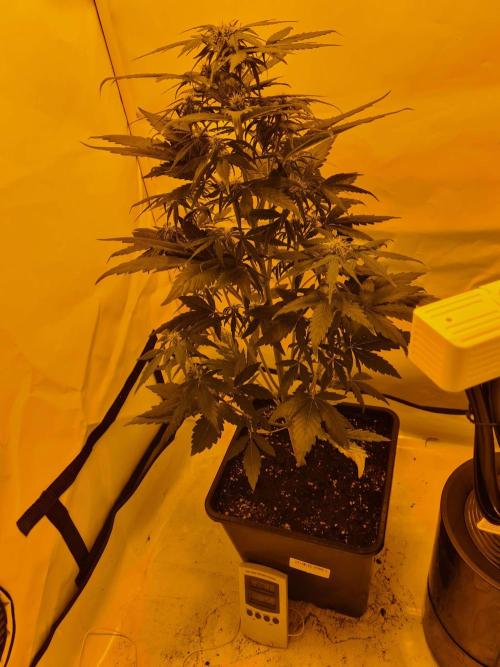 Zamnesia - Critical Automatic - Outdoor. Week 7 - Day 51
