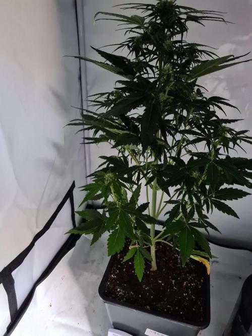 Zamnesia - Critical Automatic - Outdoor. Week 7 - Day 52
