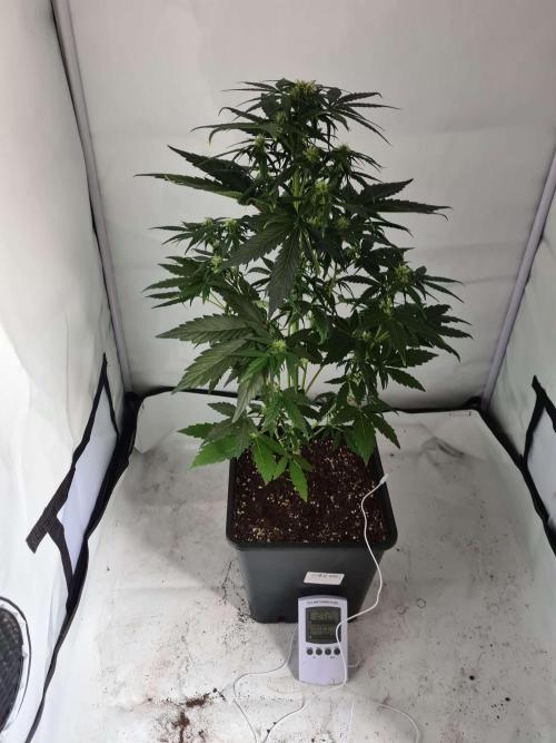 Zamnesia - Critical Automatic - Outdoor. Week 7 - Day 53