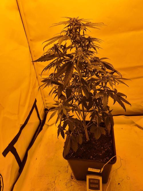 Zamnesia - Critical Automatic - Outdoor. Week 7 - Day 54