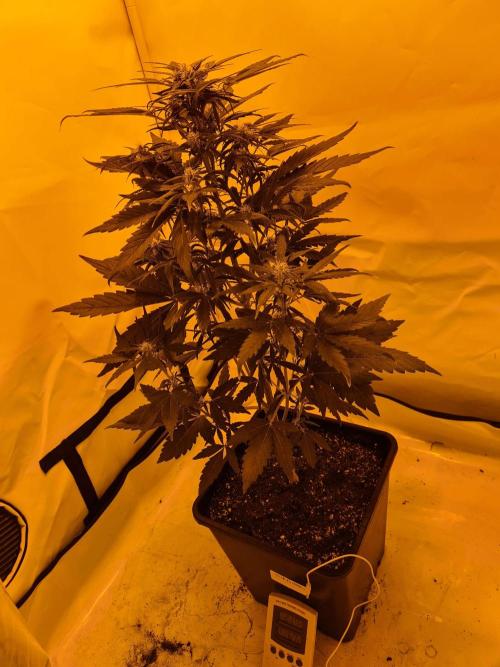Zamnesia - Critical Automatic - Outdoor. Week 7 - Day 55