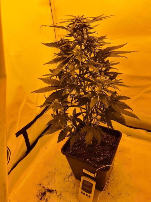Zamnesia - Critical Automatic - Outdoor. Week 8 - Day 56