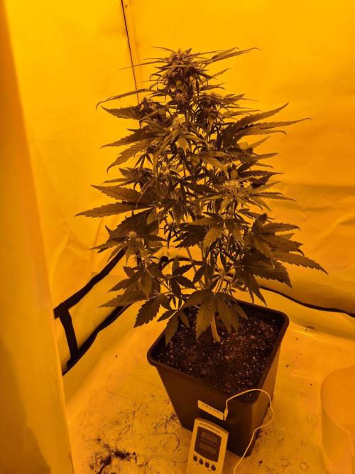 Zamnesia - Critical Automatic - Outdoor. Week 8 - Day 57