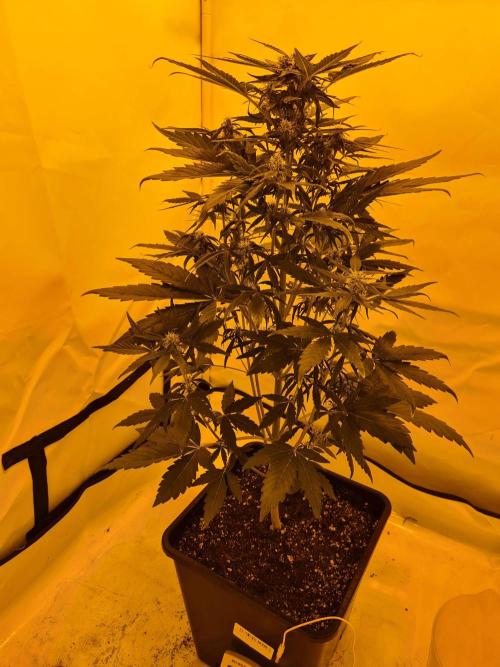 Zamnesia - Critical Automatic - Outdoor. Week 8 - Day 58