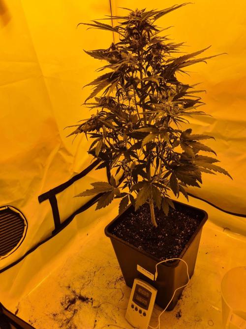 Zamnesia - Critical Automatic - Outdoor. Week 8 - Day 59