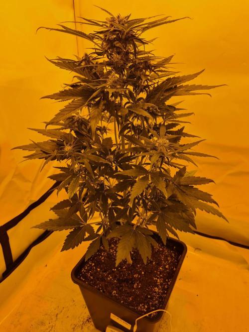 Zamnesia - Critical Automatic - Outdoor. Week 8 - Day 60