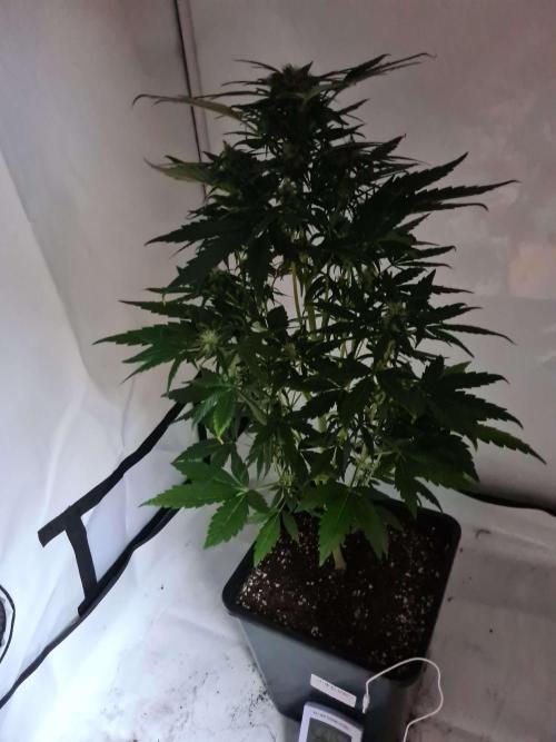 Zamnesia - Critical Automatic - Outdoor. Week 8 - Day 61