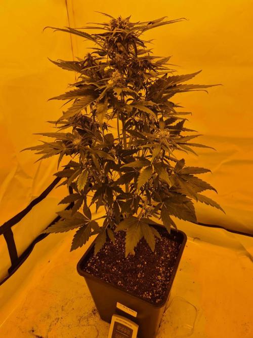 Zamnesia - Critical Automatic - Outdoor. Week 8 - Day 62