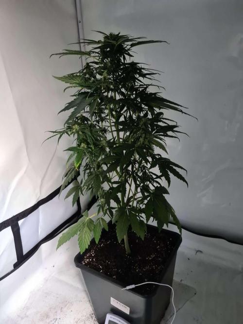 Zamnesia - Critical Automatic - Outdoor. Week 8 - Day 63