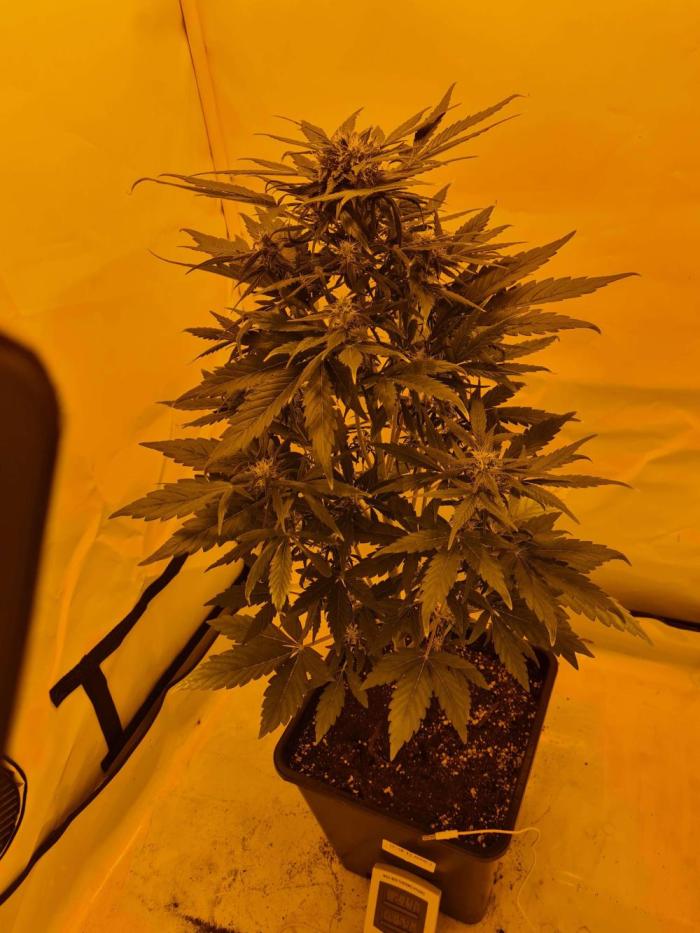 Zamnesia - Critical Automatic - Outdoor. Week 9 - Day 64
