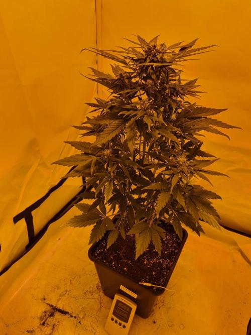 Zamnesia - Critical Automatic - Outdoor. Week 9 - Day 65