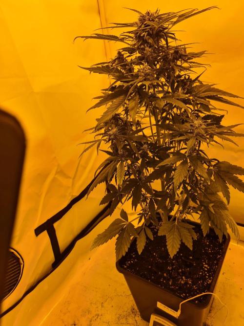 Critical Automatic . Week 9