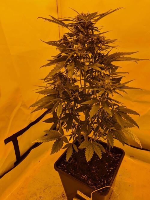 Zamnesia - Critical Automatic - Outdoor. Week 9 - Day 67