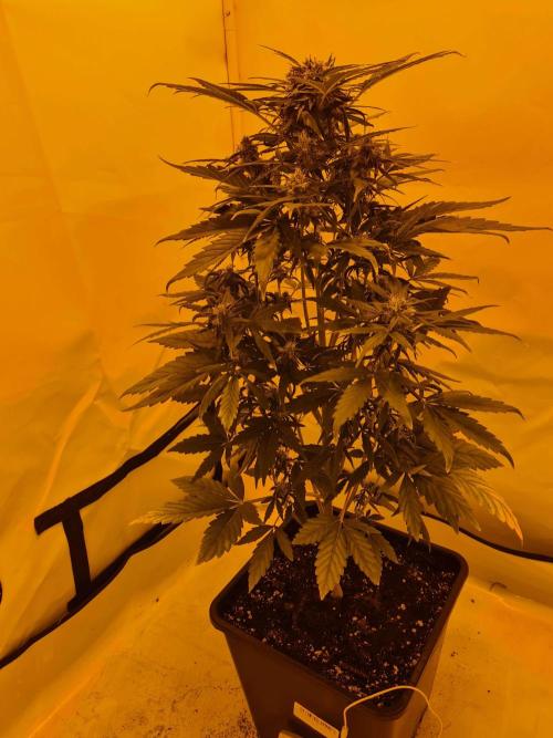 Critical Automatic . Week 9