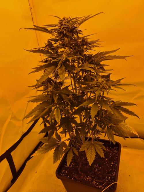 Zamnesia - Critical Automatic - Outdoor. Week 9 - Day 69