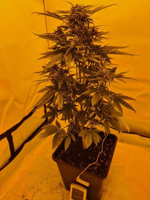Critical Automatic . Week 9