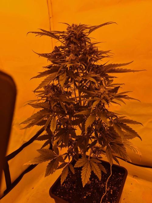Critical Automatic . Week 10