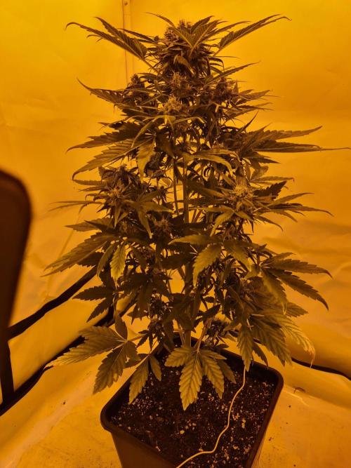 Zamnesia - Critical Automatic - Outdoor. Week 10 - Day 72