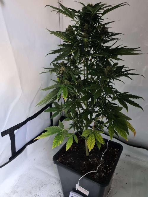 Zamnesia - Critical Automatic - Outdoor. Week 10 - Day 73