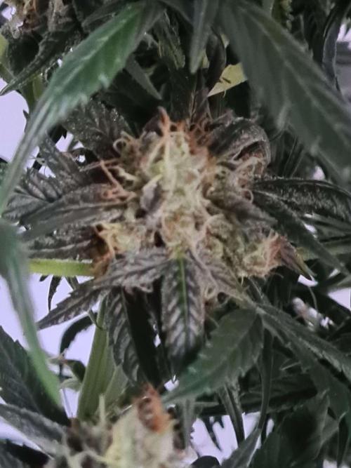 Zamnesia Seeds - Critical Automatic  by tjaym
