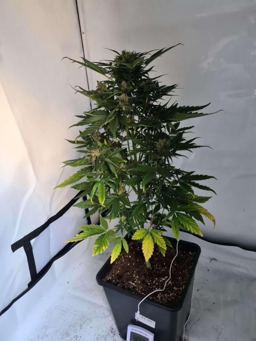 Zamnesia - Critical Automatic - Outdoor. Week 10 - Day 74