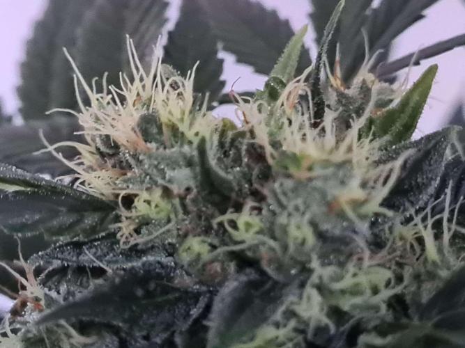 Zamnesia - Critical Automatic - Outdoor. Week 10 - Top 73