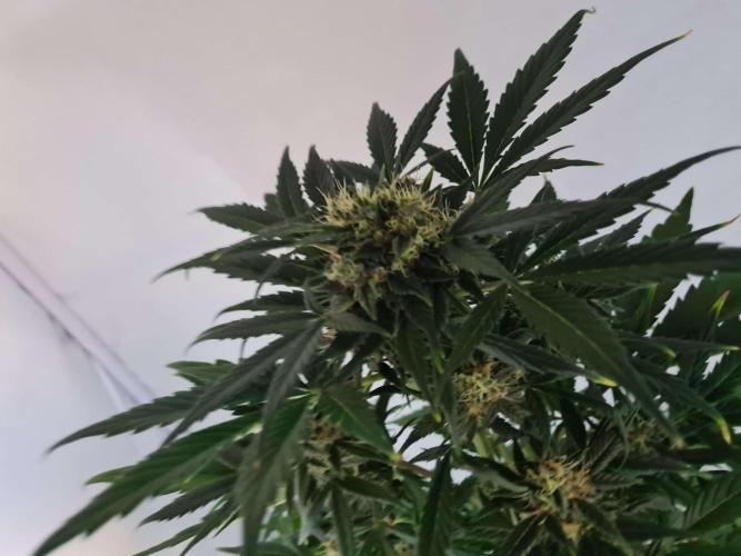 Zamnesia - Critical Automatic - Outdoor. Week 10 - Top 72