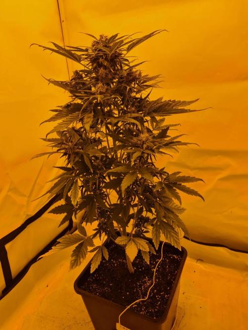 Zamnesia - Critical Automatic - Outdoor. Week 10 - Day 75