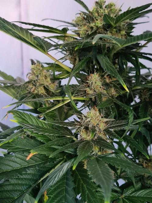 Zamnesia - Critical Automatic - Outdoor. Week 10 - Day 76 Front