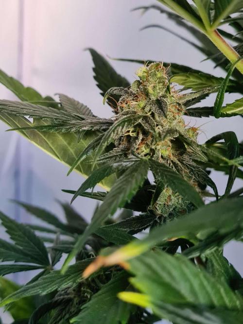 Zamnesia - Critical Automatic - Outdoor. Week 10 - Day 76 Left