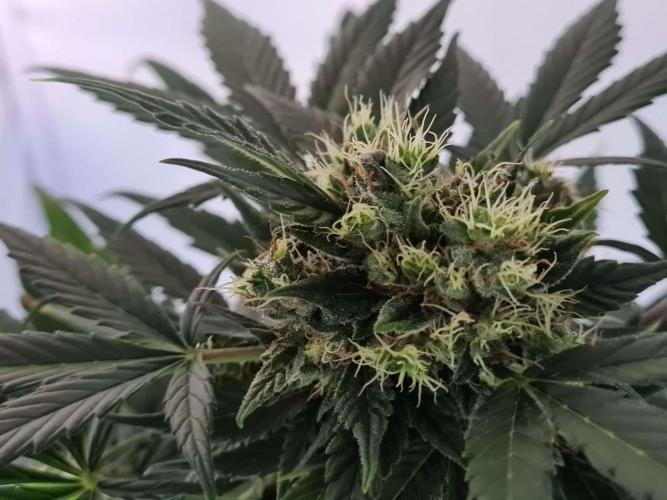 Zamnesia - Critical Automatic - Outdoor. Week 10 - Day 76 Top