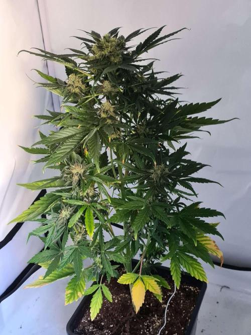Zamnesia - Critical Automatic - Outdoor. Week 10 - Day 76