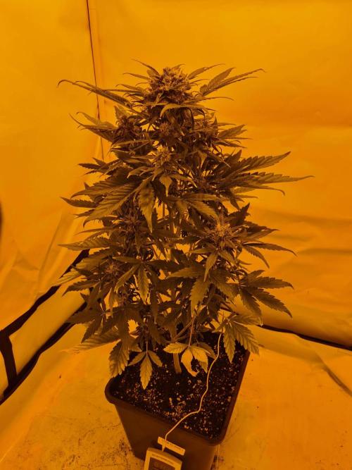 Zamnesia - Critical Automatic - Outdoor. Week 10 - Day 77