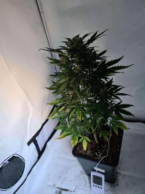 Zamnesia - Critical Automatic - Outdoor. Week 11 - Day 78