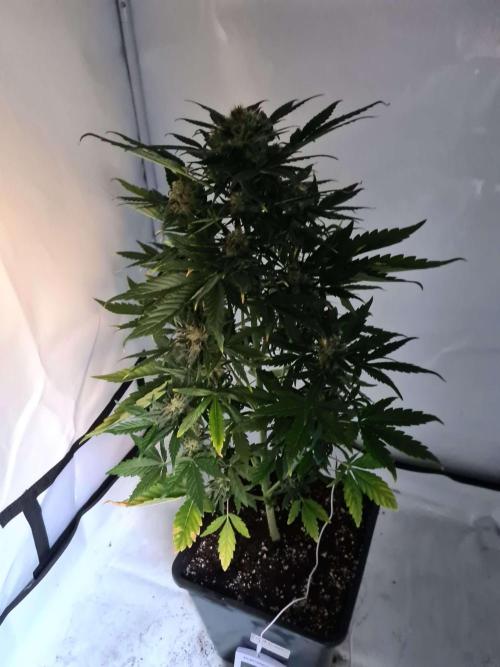 Zamnesia - Critical Automatic - Outdoor. Week 11 - Day 79