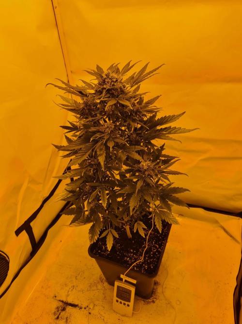 Zamnesia - Critical Automatic - Outdoor. Week 11 - Day 80