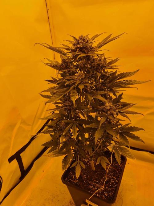 Zamnesia - Critical Automatic - Outdoor. Week 11 - Day 81