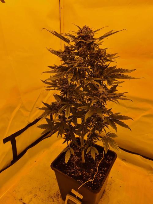 Zamnesia - Critical Automatic - Outdoor. Week 11 - Day 82