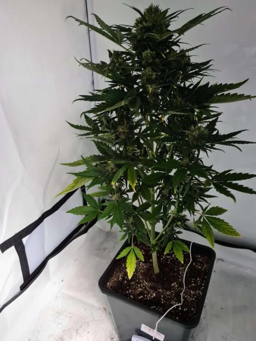 Zamnesia - Critical Automatic - Outdoor. Week 11 - Day 83