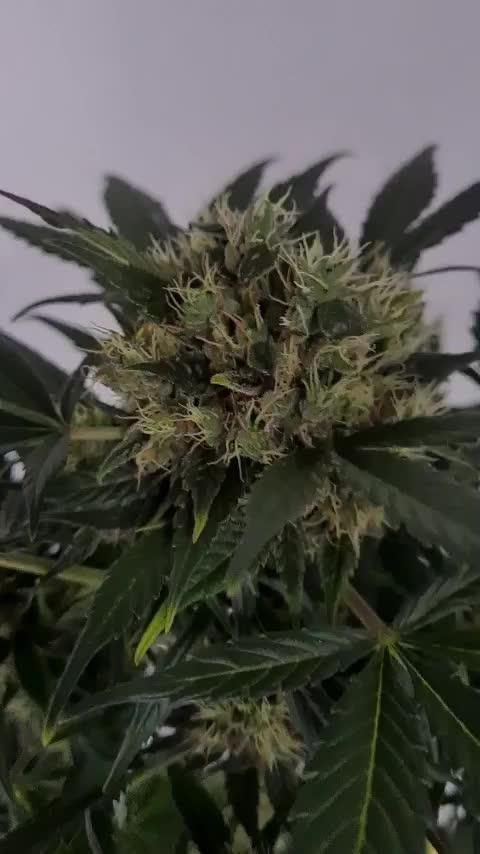 Zamnesia - Critical Automatic - Outdoor
