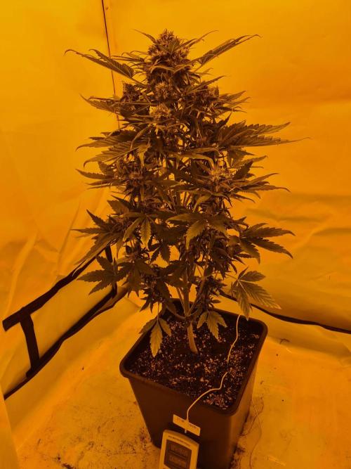 Critical Automatic . Week 11