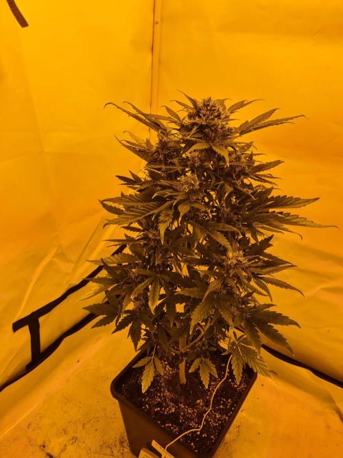 Critical Automatic . Week 12