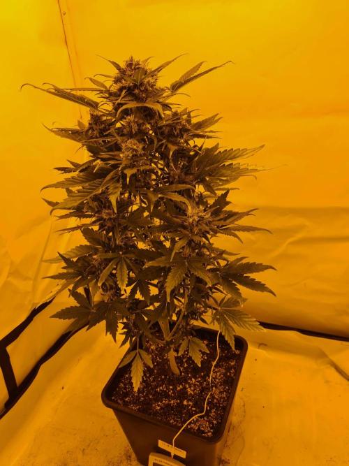 Zamnesia - Critical Automatic - Outdoor. Week 12 - Day 86