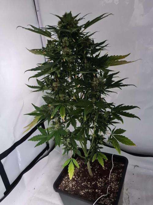 Zamnesia - Critical Automatic - Outdoor. Week 12 - Day 87